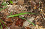 Lined sedge